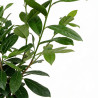 Laurier-cerise Rotundifolia 50/60cm Pot 6L - Prunus laurocerasus Rotundifolia