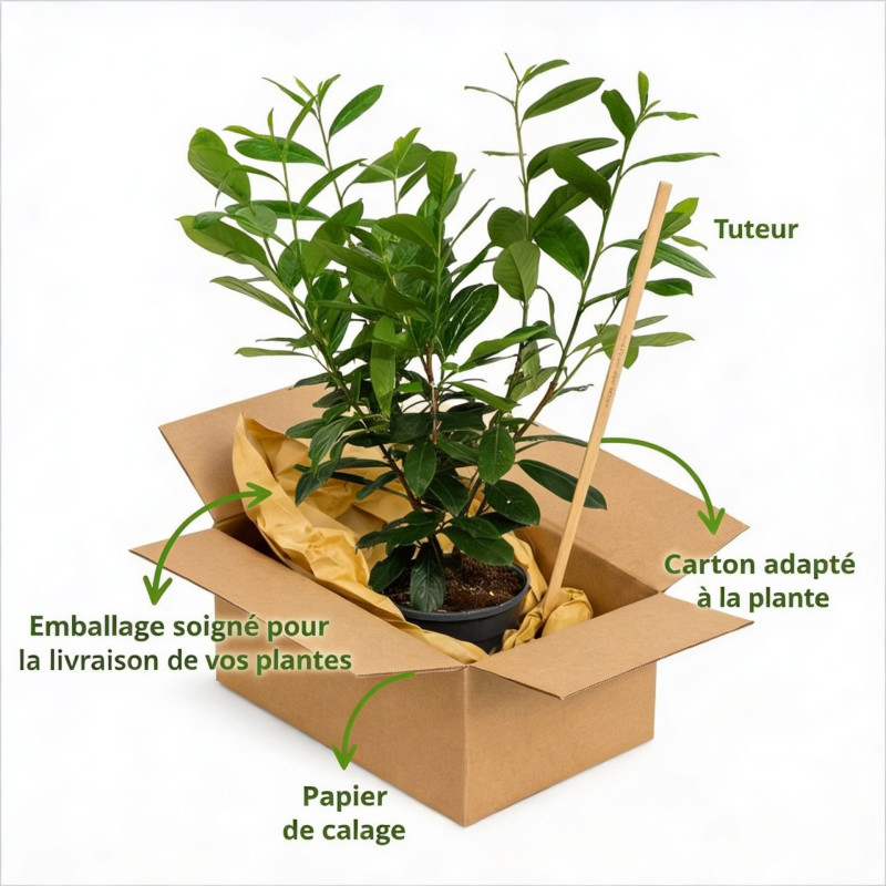 Laurier-cerise Rotundifolia 50/60cm Pot 6L - Prunus laurocerasus Rotundifolia