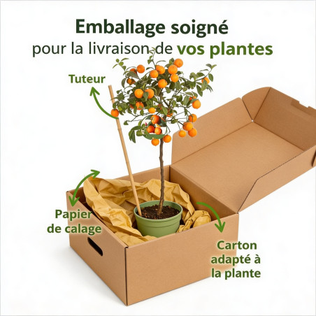 Oranger ‘Limon Rouge’ - Citrus mitis ‘Limon Rouge’ 115/125cm