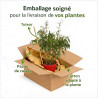 Oranger calamondin - Citrus mitis ‘Calamondin’ pyramide en pot de 22cm