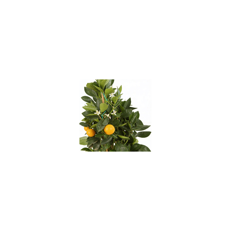 Oranger calamondin - Citrus mitis ‘Calamondin’ pyramide en pot de 22cm