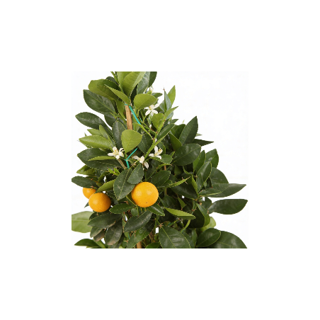 Oranger calamondin - Citrus mitis ‘Calamondin’ pyramide en pot de 22cm