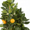 Oranger calamondin - Citrus mitis ‘Calamondin’ pyramide en pot de 22cm