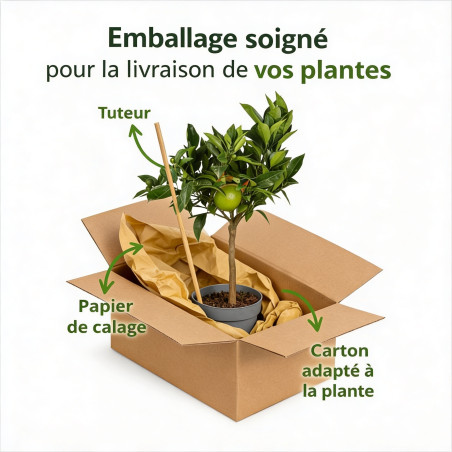 Oranger doux - Citrus sinensis mini tige en pot de 22cm