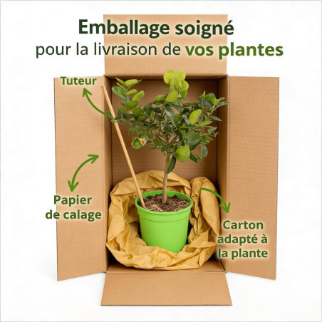 Citron vert (lime) - Citrus aurantifolia (Limon) mini tige en pot de 22cm