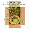 Citron vert (lime) - Citrus aurantifolia (Limon) mini tige en pot de 22cm