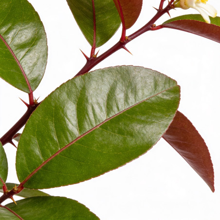 Citronnier ‘Red Lemon’ - Citrus lemon ‘Red Lemon’ mini tige en pot de 19cm