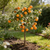 Oranger ‘Limon Rouge’ - Citrus mitis ‘Limon Rouge’ 115/125cm