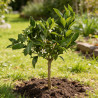 Oranger doux - Citrus sinensis mini tige en pot de 22cm