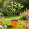 Kumquat - Citrus kumquat mini tige en pot de 22cm