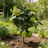 Mandarinier Purscha - Citrus purscha mini tige 50/60 cm Pot 19cm