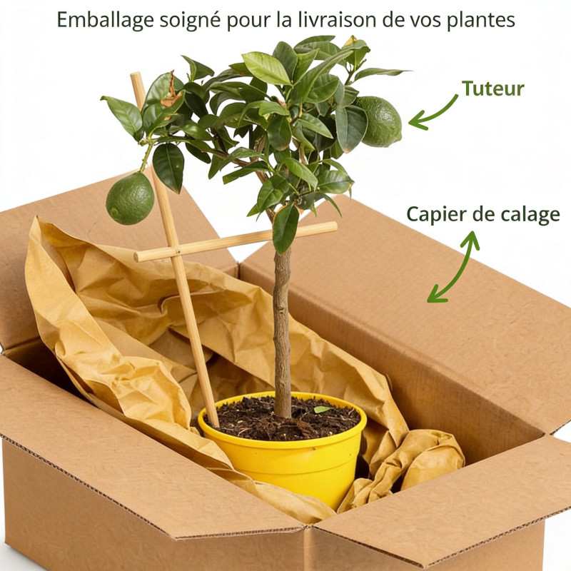 Citronnier ‘Red Lemon’ - Citrus lemon ‘Red Lemon’ mini tige en pot de 19cm