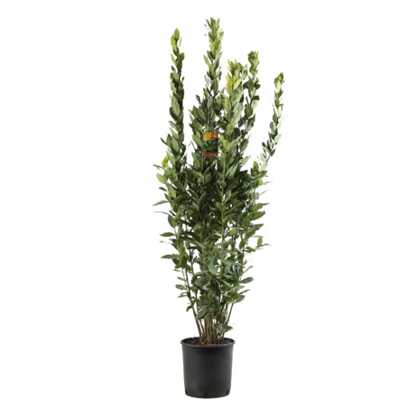 Laurier sauce 125/150cm Pot 10L - Laurus nobilis
