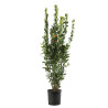 Laurier sauce 125/150cm Pot 10L - Laurus nobilis