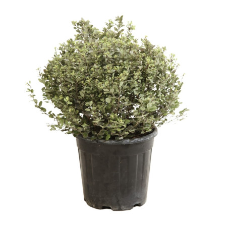 Pittospore petites feuilles 30/40cm Pot 10L - Pittosporum tenuifolium