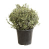 Pittospore petites feuilles 30/40cm Pot 10L - Pittosporum tenuifolium