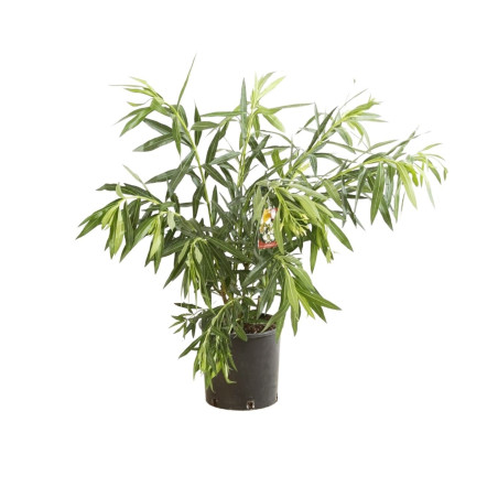 Laurier rose Blanc 80/100cm Pot 10L - Nerium oleander