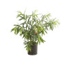 Laurier rose Blanc 80/100cm Pot 10L - Nerium oleander