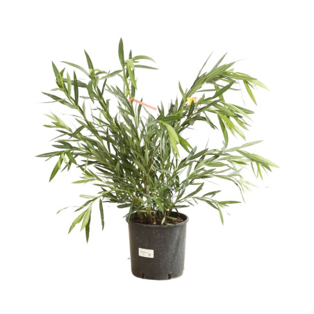 Laurier rose Rose 80/100cm Pot 10L - Nerium oleander