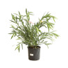 Laurier rose Rose 80/100cm Pot 10L - Nerium oleander