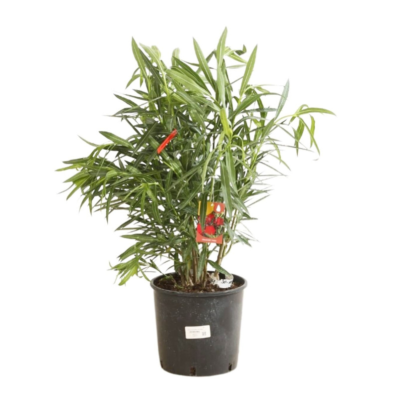 Laurier rose Rouge 80/100cm Pot 10L - Nerium oleander