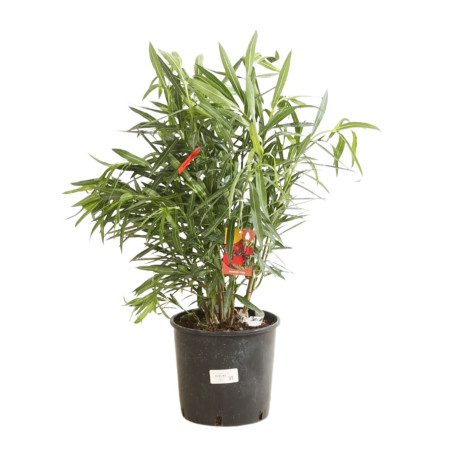 Laurier rose Rouge 80/100cm Pot 10L - Nerium oleander