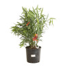 Laurier rose Rouge 80/100cm Pot 10L - Nerium oleander