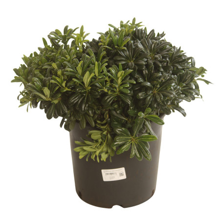Pittospore du Japon nain 60/80cm Pot 15L - Pittosporum tobira