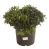 Pittospore du Japon nain 60/80cm Pot 15L - Pittosporum tobira