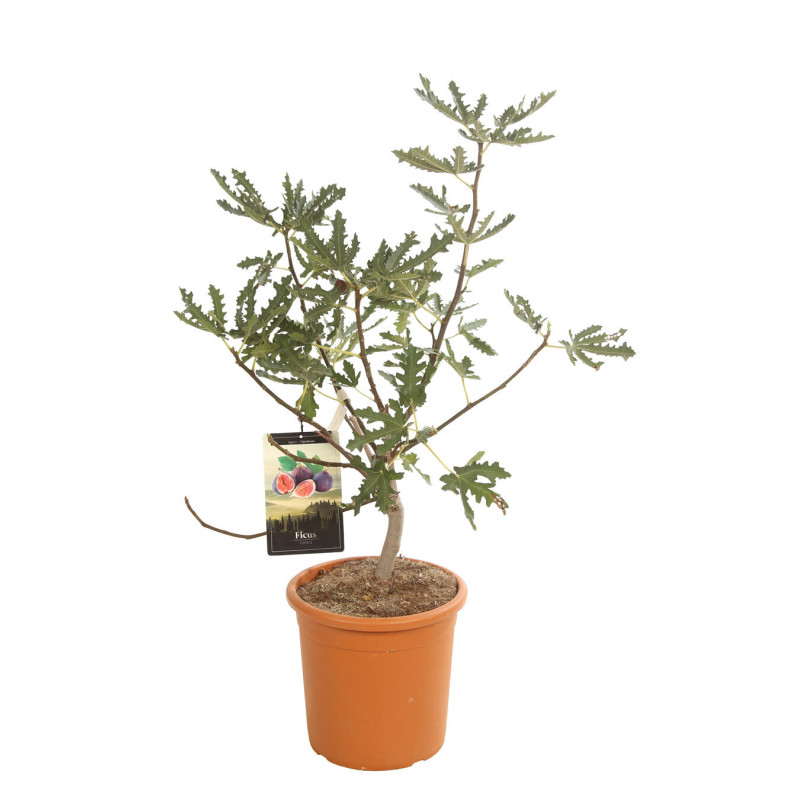 Figuier Ice Crystal 60/80cm Pot 18L - Ficus carica