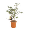 Figuier Ice Crystal 60/80cm Pot 18L - Ficus carica