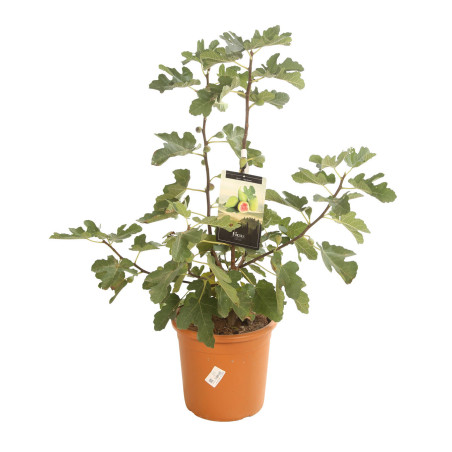Figuier Ronde de Bordeaux 60/80cm Pot 18L - Ficus carica