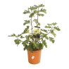 Figuier Ronde de Bordeaux 60/80cm Pot 18L - Ficus carica
