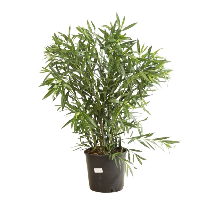 Laurier rose Blanc 80/100cm Pot 18L - Nerium oleander