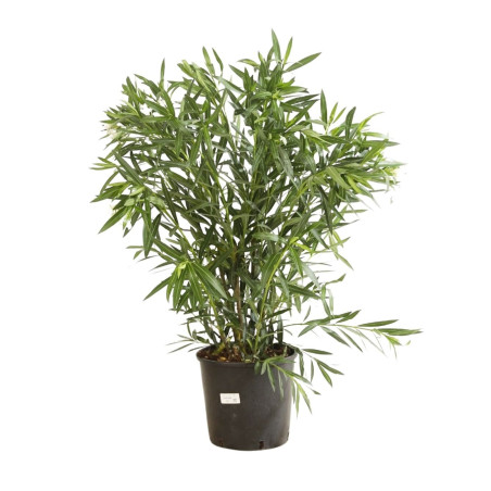 Laurier rose Blanc 80/100cm Pot 18L - Nerium oleander