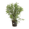 Laurier rose Blanc 80/100cm Pot 18L - Nerium oleander