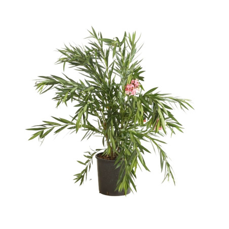 Laurier rose Rose 80/100cm Pot 18L - Nerium oleander