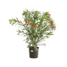 Laurier rose Rouge 80/100cm Pot 18L - Nerium oleander