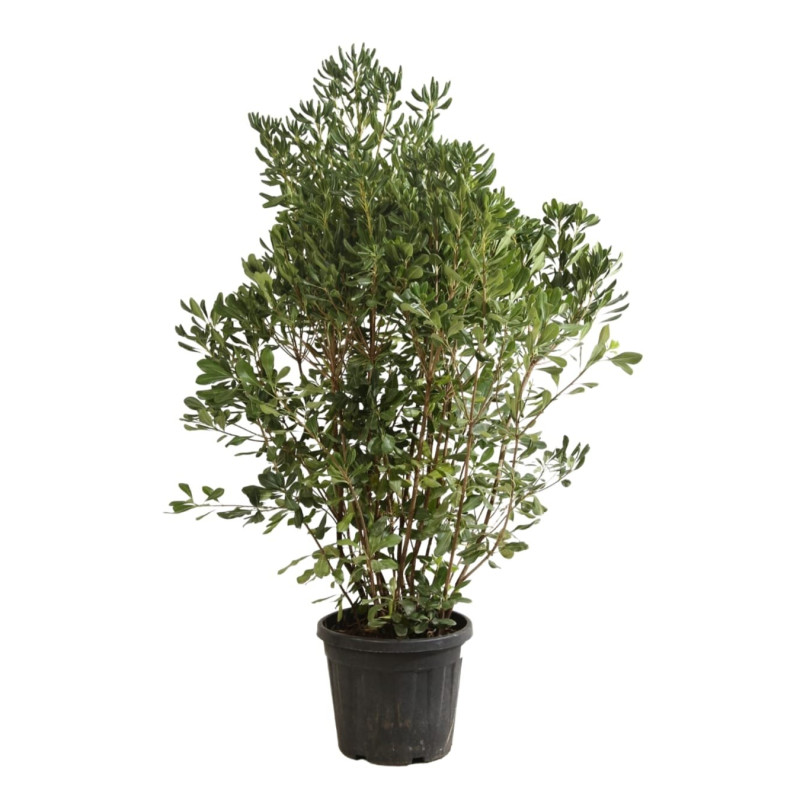 Pittospore du Japon 120/140cm Pot 30L - Pittosporum tobira
