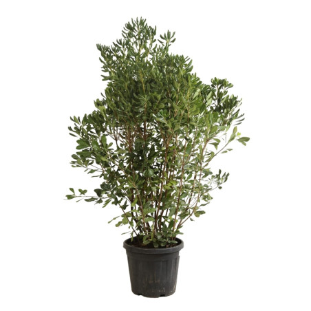 Pittospore du Japon 120/140cm Pot 30L - Pittosporum tobira