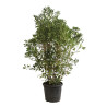 Pittospore du Japon 120/140cm Pot 30L - Pittosporum tobira
