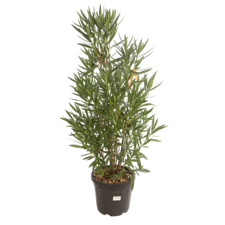 Laurier rose 125/150cm Pot 30L - Nerium oleander