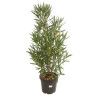 Laurier rose 125/150cm Pot 30L - Nerium oleander