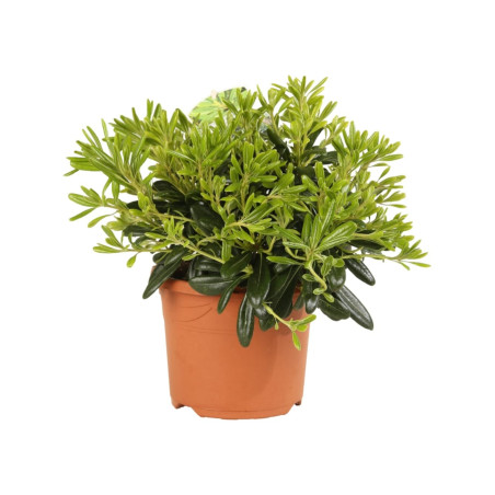 Pittospore du Japon nain 25/30cm Pot 3L - Pittosporum tobira