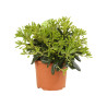 Pittospore du Japon nain 25/30cm Pot 3L - Pittosporum tobira