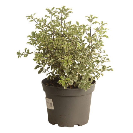 Pittospore petites feuilles panaché 25/30cm Pot 3L - Pittosporum tenuifolium Variegatum