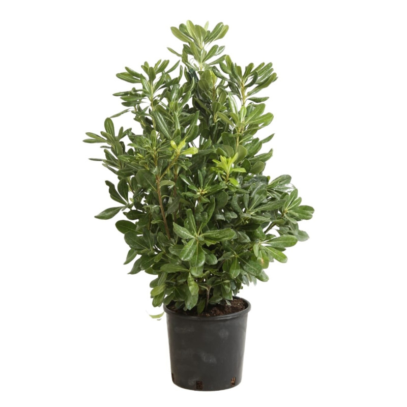 Pittospore Japon 40/50cm Pot 3L - Pittosporum tobira