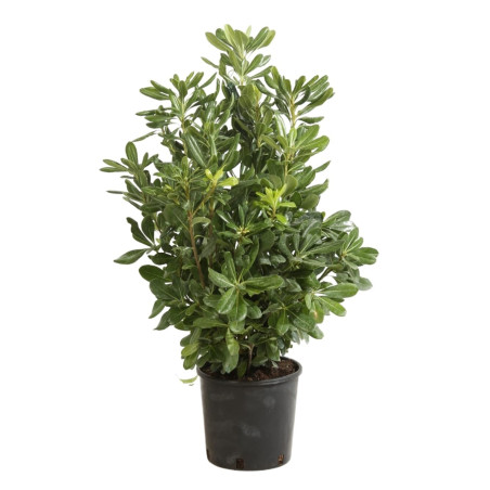 Pittospore Japon 40/50cm Pot 3L - Pittosporum tobira