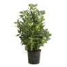 Pittospore Japon 40/50cm Pot 3L - Pittosporum tobira