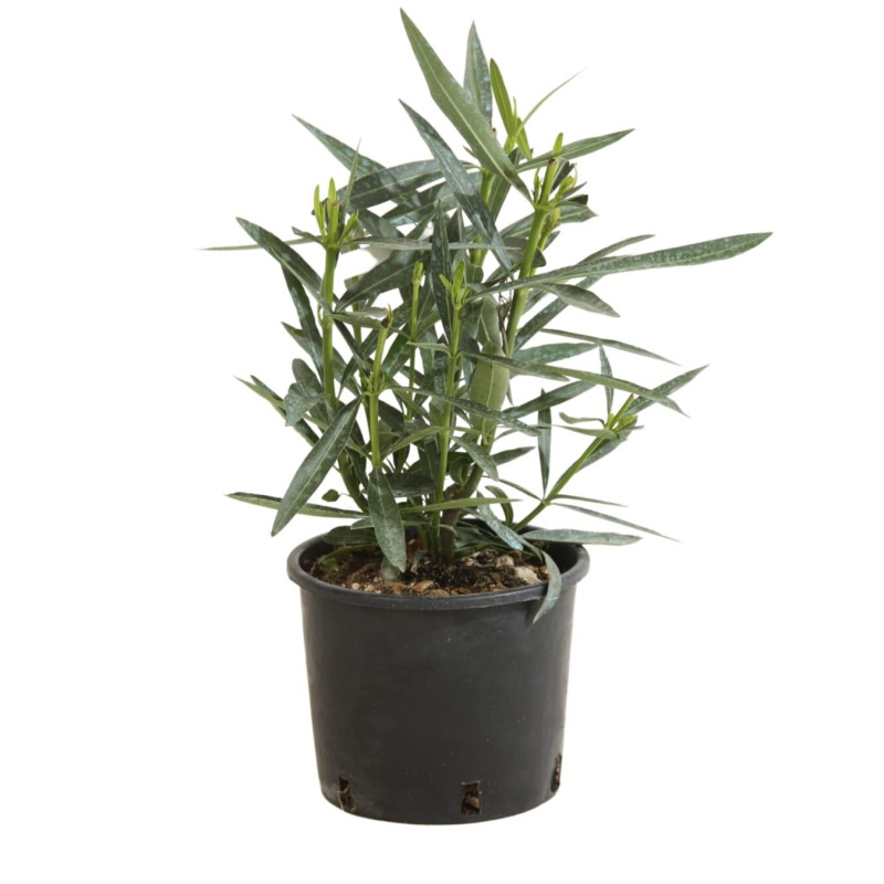 Laurier rose Blanc 40/60cm Pot 3L - Nerium oleander